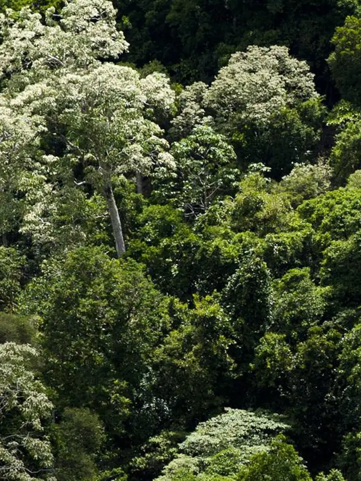 FSC certified timber forest